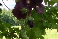 CYNTHIA-DINSMORE-BLACK-WIDOW-HOLLYHOCK