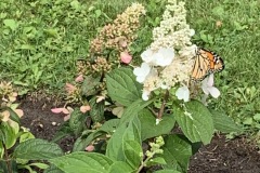 Cathy-Fownes-hydrangea-and-monarch