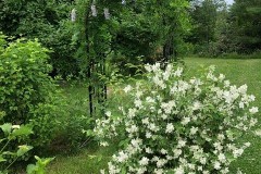 Danielle-Verreault-Wisteria-Hydrangea