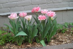 Jo-Lapierre_Tulips