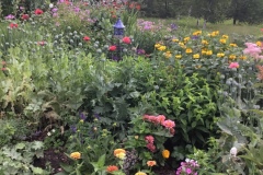 Joey-Marosi-zinnias-and-grouping