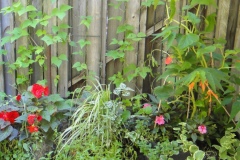 Judith-Kashul-climbers-in-pots