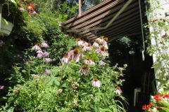 Judith-Kashul-echinacea-pallida