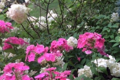 KATIE-KINNEAR-PHLOX-AND-HYDRANGEA_