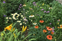 MARILYN-TOOLEY-ECHINACEA-DAISIES-LILIES-BELL-FLOWERS