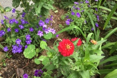 MARTHA-FIELDINGS-ZINNIAS