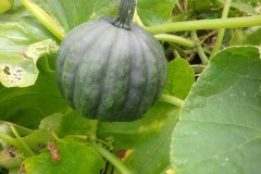 MARY-MARTIN-BABY-SQUASH