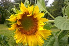 MARY-MARTIN-GLOWING-SUNFLOWER-