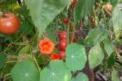 MARY-MARTIN-TOMATOES-LOVE-NASTURTIUMS