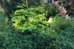 MARY-McB-FILIPENDULA_RICIN_HYDRANGEA