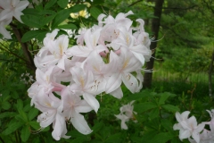 PAM-MILLER-AZALEAS-GIANT