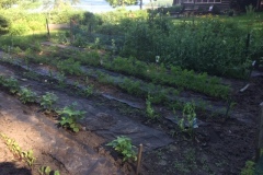 PAT-HAMILTON-VEGETABLE-GARDEN-FOR-12