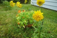 Pam-Miller-Dahlia-and-nasturtiums