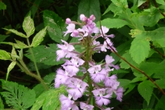 Pam-Miller-grter-purplr-fringed-bog-orchid-Platanthera-grandiflora