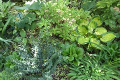 YOLA-BERTRAM-FERN-AND-HOSTA