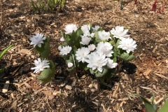 YOLA-BERTRAM-SANGUINARIA-IN-SPRING-BLOOM